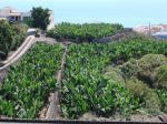Teneryfa - Puerto de Santiago - plantacja banan�w
