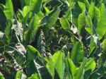 Teneryfa - Puerto de Santiago - plantacja banan�w