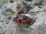 Teneryfa - krab na Playa del Roque