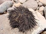 Teneryfa - je�owiec na Playa del Roque