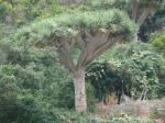 Teneryfa - G�ry Anaga - droga do Roque Bermejo - dracena smocza