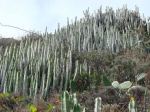 Teneryfa - G�ry Anaga - droga do Roque Bermejo - wilczomlecz Euphorbia canariensis
