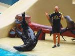 Teneryfa - Loro Parque - pokaz uchatek