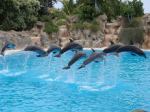 Teneryfa - Loro Parque - pokaz delfin�w