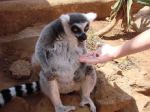 Teneryfa - Monkey Park - karmienie lemura