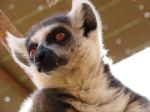 Teneryfa - Monkey Park - '-Ej, ch�opaki, chipsy przysz�y!'