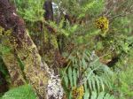 La Gomera - Park Narodowy Garajonay