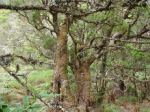 La Gomera - Park Narodowy Garajonay - las wawrzynowy - droga do El Cedro