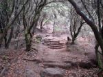 La Gomera - Park Narodowy Garajonay - las wawrzynowy - droga do El Cedro