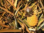 Jak ro�nie ananas