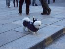 Karate dog