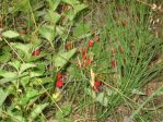 Poziomki rosn� niemal wsz�dzie, w lasach, a nawet w przydro�nych rowach
